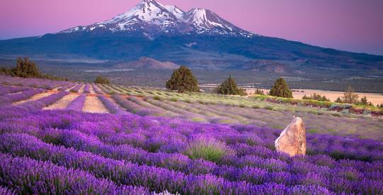 shasta lavender Beispielbilder